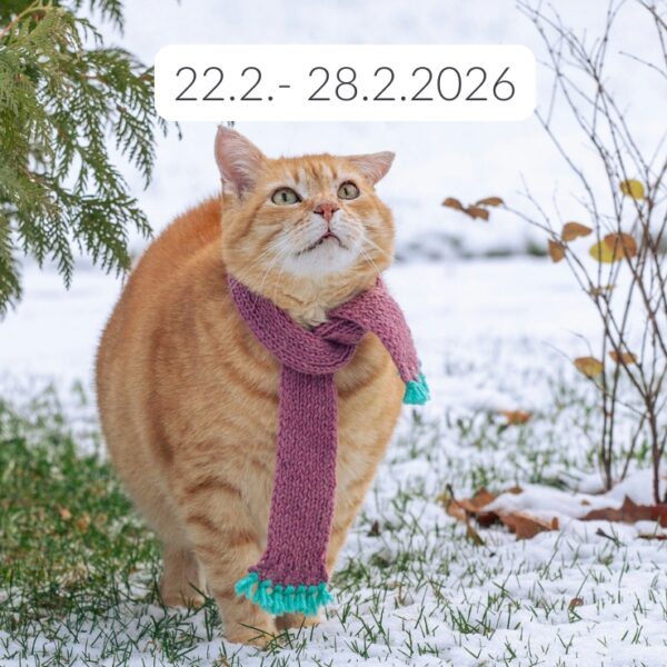 Zimske počitnice 2026: vadbe v Joga Viti Maribor ta teden odpadejo